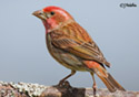 Carpodacus purpureus